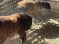 Qoʻchqor, Rhon sheep — 7-rasm