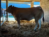 Krava, Partenaise cattle — fotografija 1
