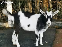 Ziegenbock, Ziegen — Foto 2