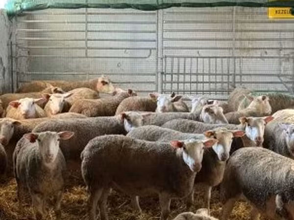 Widder, White Suffolk sheep