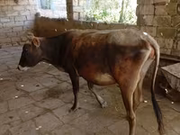 Cow, Azerbaijani zebu — photo 2