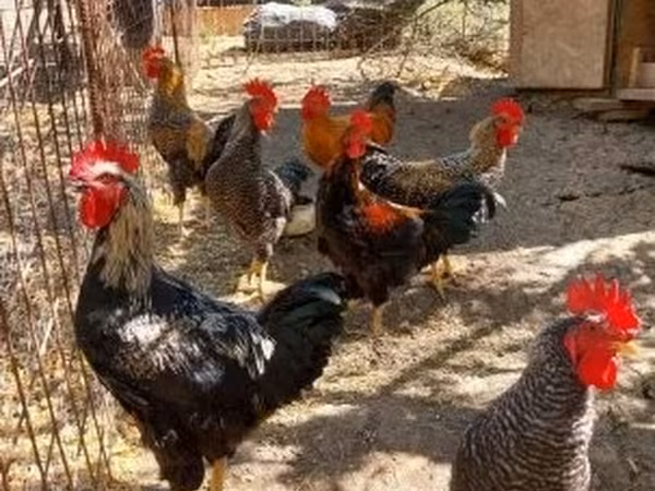 Chickens