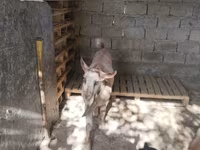 Cabras (lote, sexo não especificado), Cabras — foto 6