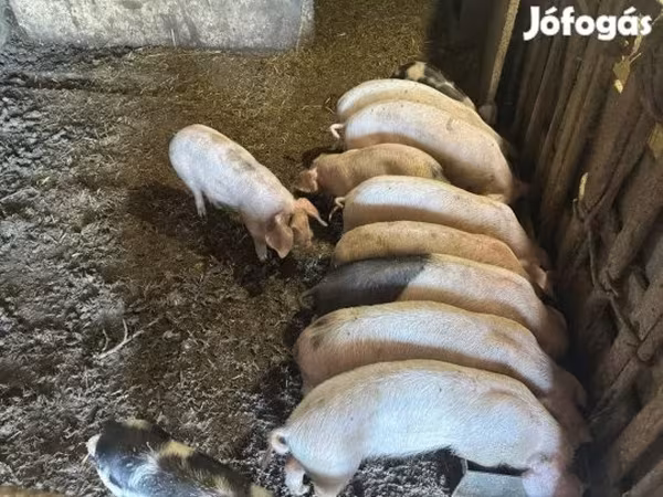猪（批次，未指定性别）, Pigs