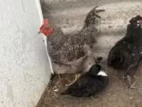 Chickens — zdjęcie 5