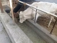 Bull, Cattle — photo 5