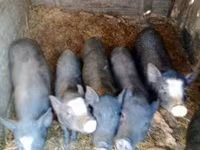 Boar, Pigs — photo 2