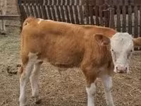 Goveda (partija, pol nije naveden), Simmental cattle — fotografija 2