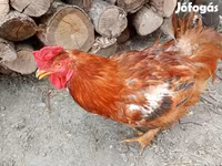 Chickens — Foto 1