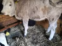 Vaca, Simmental cattle — foto 4