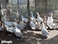 Ducks — الصورة 3