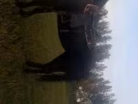 فرس, Nonius horse — الصورة 7