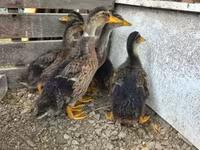 Ducks — photo 3