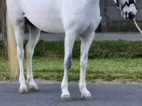Égua, Cavalos — foto 2