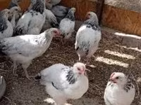 Ducks — الصورة 1