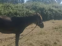 Kobila, Azerbaijan horse — fotografija 3