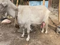 Koza, Fergana goat — fotografija 3