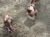 Chickens — zdjęcie 4
