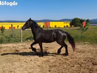 فرس, Friesian — الصورة 3