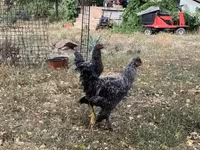 Chickens — 照片 4
