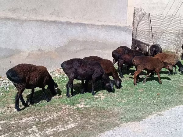 Ovelha, Ovelhas