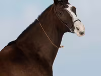 Kobila, Akhal-Teke — fotografija 6