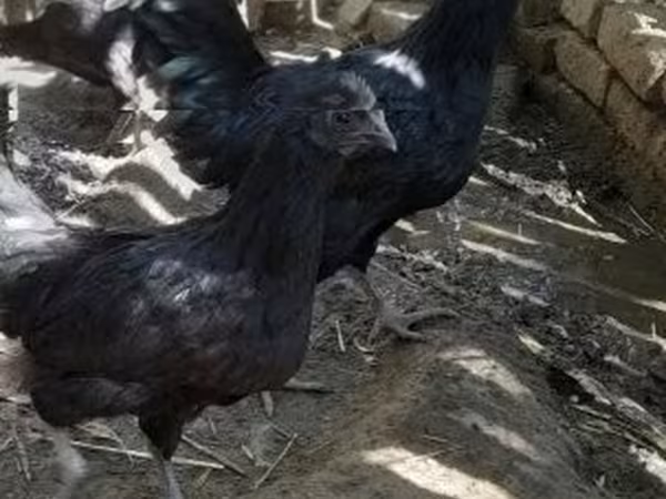 Chickens — Vengriya