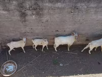 Kozioł, Kozy — zdjęcie 4