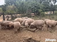 Widder, Merino sheep — Foto 2