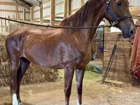 Kobila, Dutch warmblood horse — fotografija 2