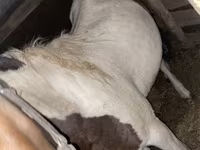 Égua, Cavalos — foto 1