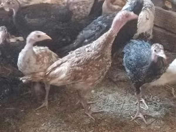Turkeys