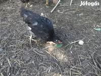 Chickens — الصورة 1