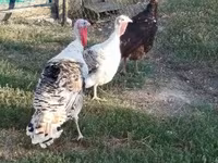 Turkeys — Foto 2