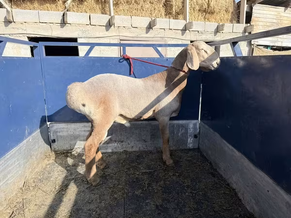 Qoʻchqor, Arashan sheep