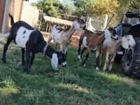 Chèvre, Nubian Goat — photo 8