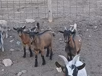 Boucs, Pomellata goat — photo 2