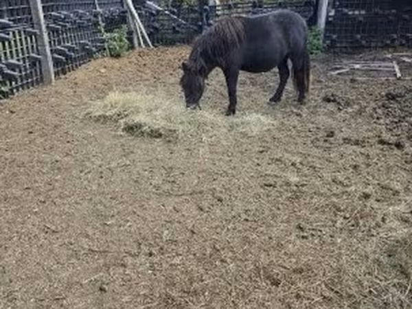 公马, Horses