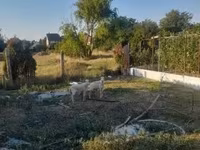 Ovelha, Ovelhas — foto 6