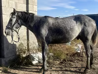 Айғыр, Orlov Trotter — 5-сурет