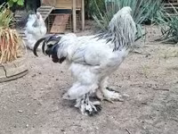 Brahma — foto 5
