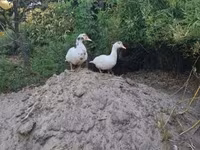 Ducks — fotografija 6