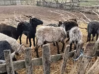 Qoyun, Racka sheep — foto 7