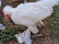 Chickens — الصورة 4