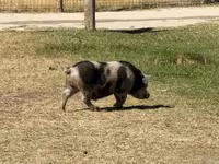 Truie, Porcs — photo 3
