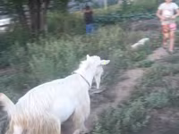 बकरी, Saanen goat — फ़ोटो 2