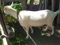 Koza, Saanen goat — fotografija 1