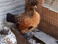 Chickens — zdjęcie 6
