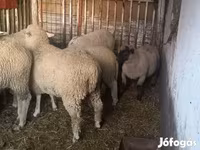 母羊, Sheep — 照片 4