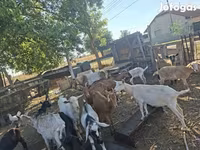 Koza, Nubian Goat — fotografija 2